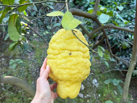 Votanikós Kípoi Krítis-Fournes必去景点