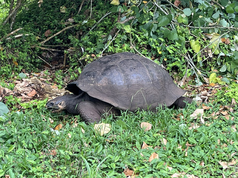 Galapagos Alternative-阿约拉港必去景点