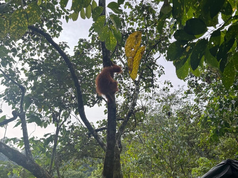 Sumatra orangutan escape-棉兰必去景点