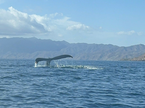 Baja Wild Encounters-La Ventana必去景点