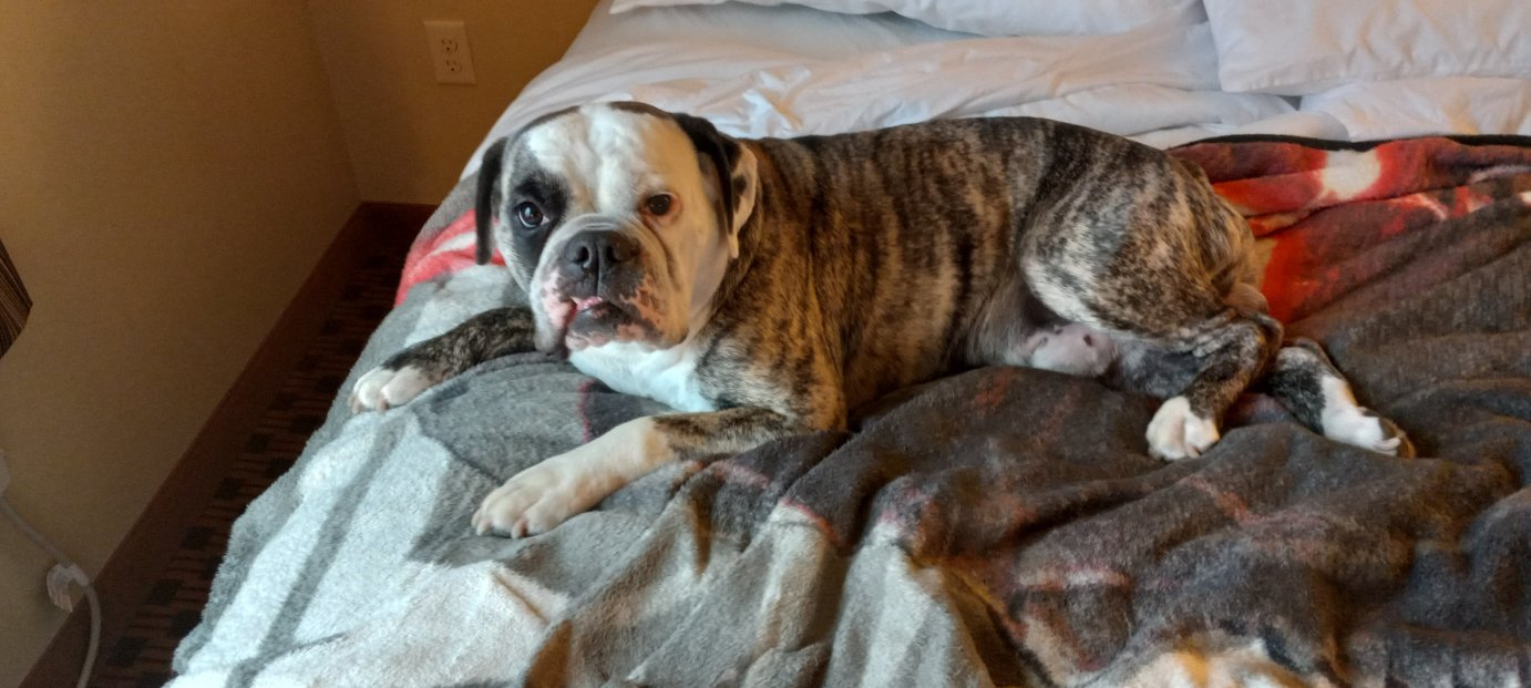 鹅卵石套房酒店 - 普拉斯基/绿湾-官方