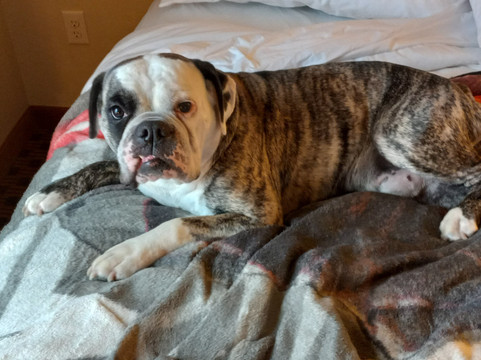 鹅卵石套房酒店 - 普拉斯基/绿湾主图