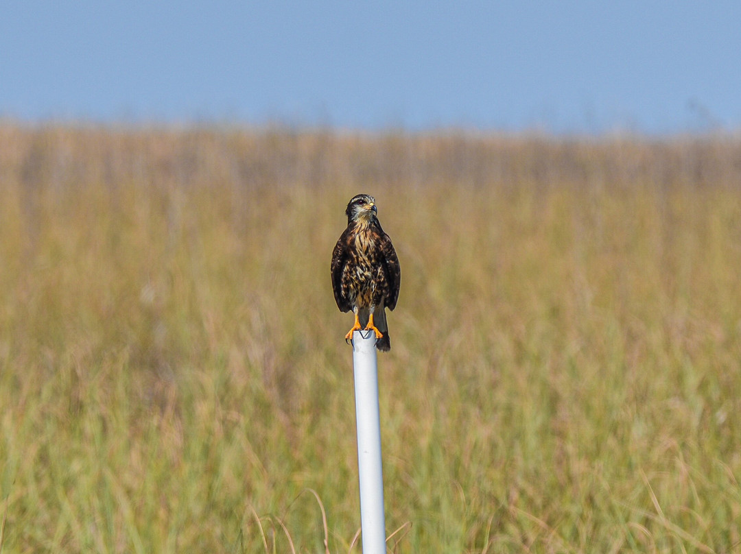 Airboat Rides West Palm Beach-西棕榈滩必去景点