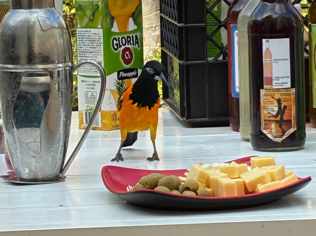 The Arubian Taste-奥腊涅斯塔德必去景点