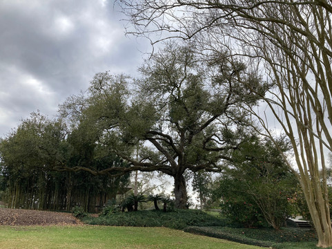 Palmetto Island State Park-Abbeville必去景点