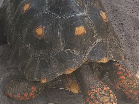 Shy Wolf Sanctuary Education & Experience Center-Golden Gate必去景点