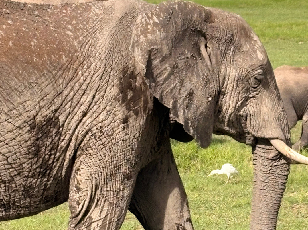Safari In Kenya Con Samba-瓦塔木必去景点