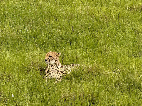Masai Mara National Reserve-纳罗克必去景点