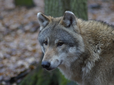Wolfcenter Dörverden-Doerverden必去景点