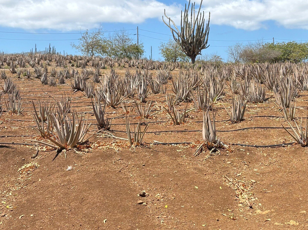 The Aloe Vera Curacao, Home of Curaloe Tour-威廉斯塔德必去景点