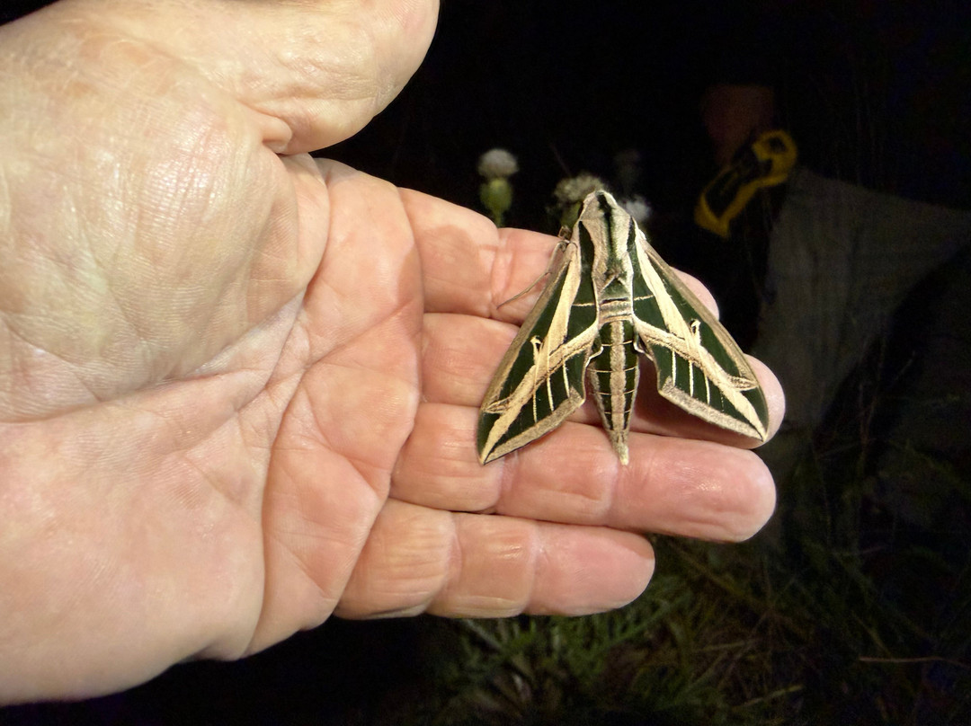 Tour The Glades - Private Wildlife Tours-大沼泽地必去景点