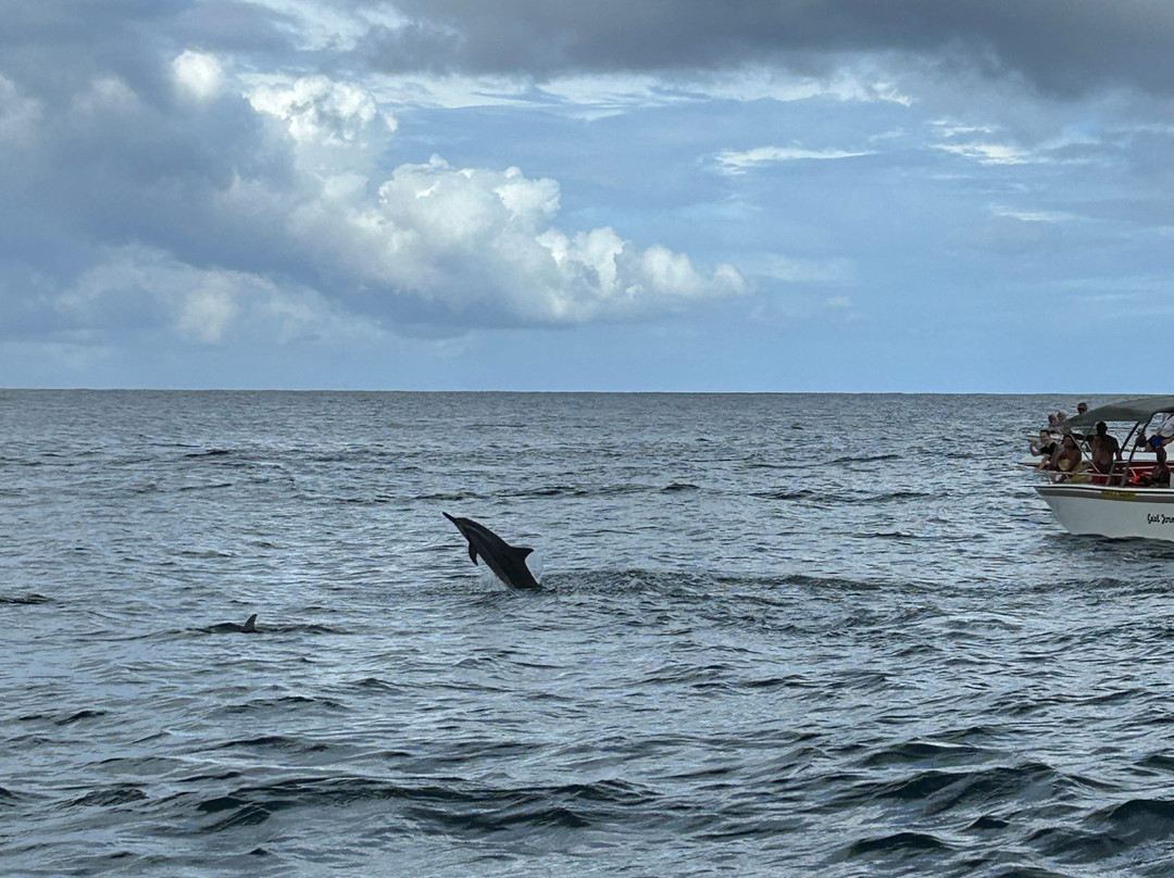 Touza Dolphin Safari & Charters Ltd-Black River必去景点