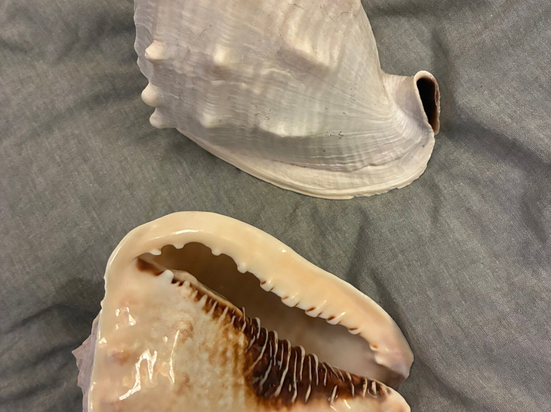 GeoRockShop aan Zee-Egmond aan Zee必去景点