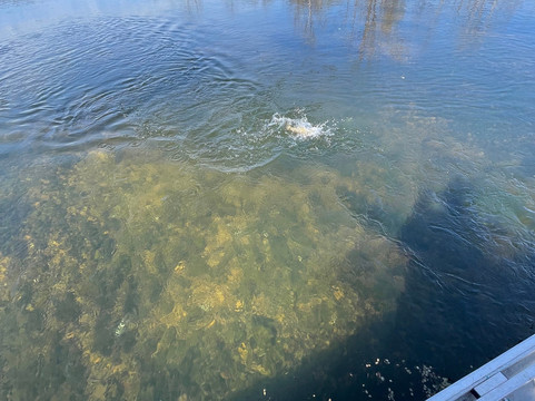 Cotter Trout Dock Guided Trout Fishing Tours-Cotter必去景点