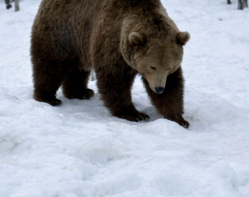 北极公园-Bardu Municipality必去景点