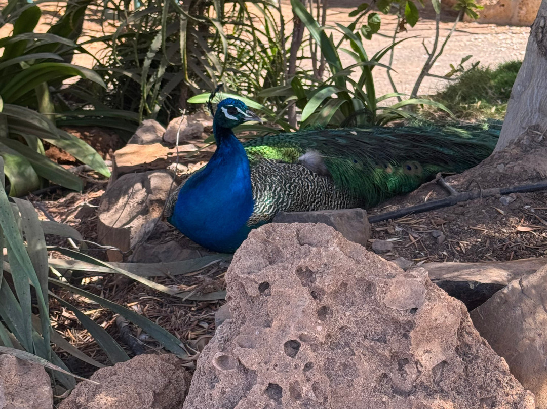Viveiro, Botanical Garden & Zoo di Terra-圣塔玛丽亚必去景点