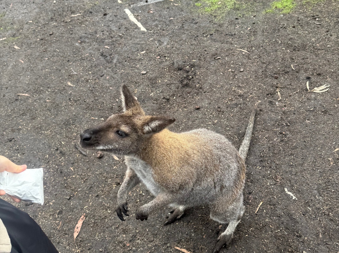 大洋路野生动物公园-Princetown必去景点