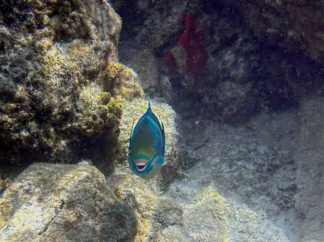 Sail A Day Excursions BVI-托土拉必去景点