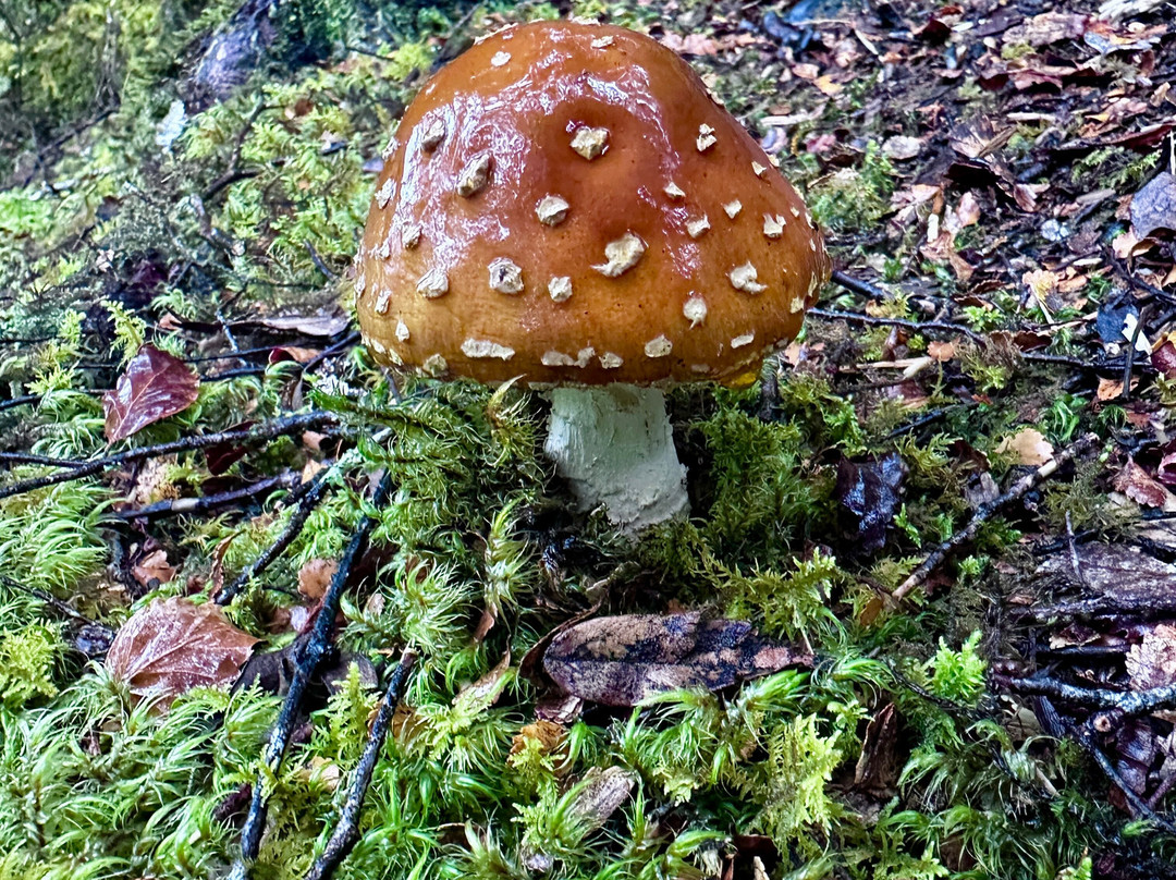 The Natural Flames Experience - Day Tours-Murchison必去景点