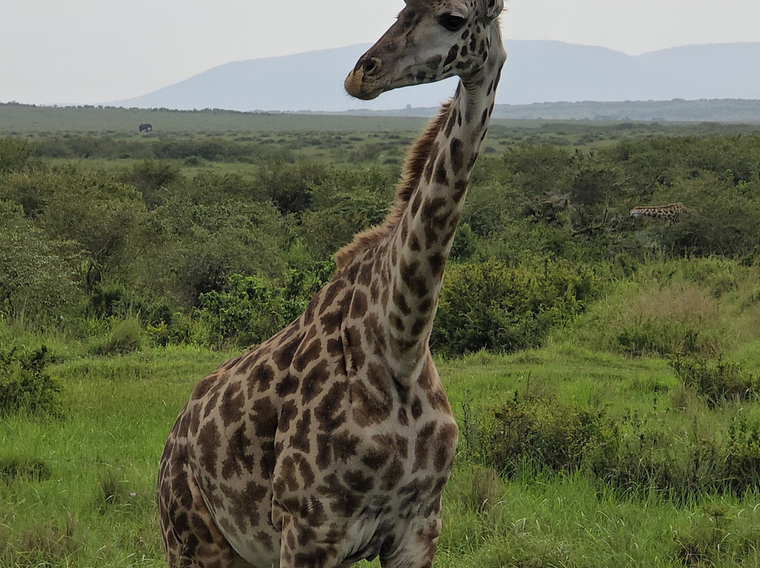 Stokman Safaris-Ruiru必去景点