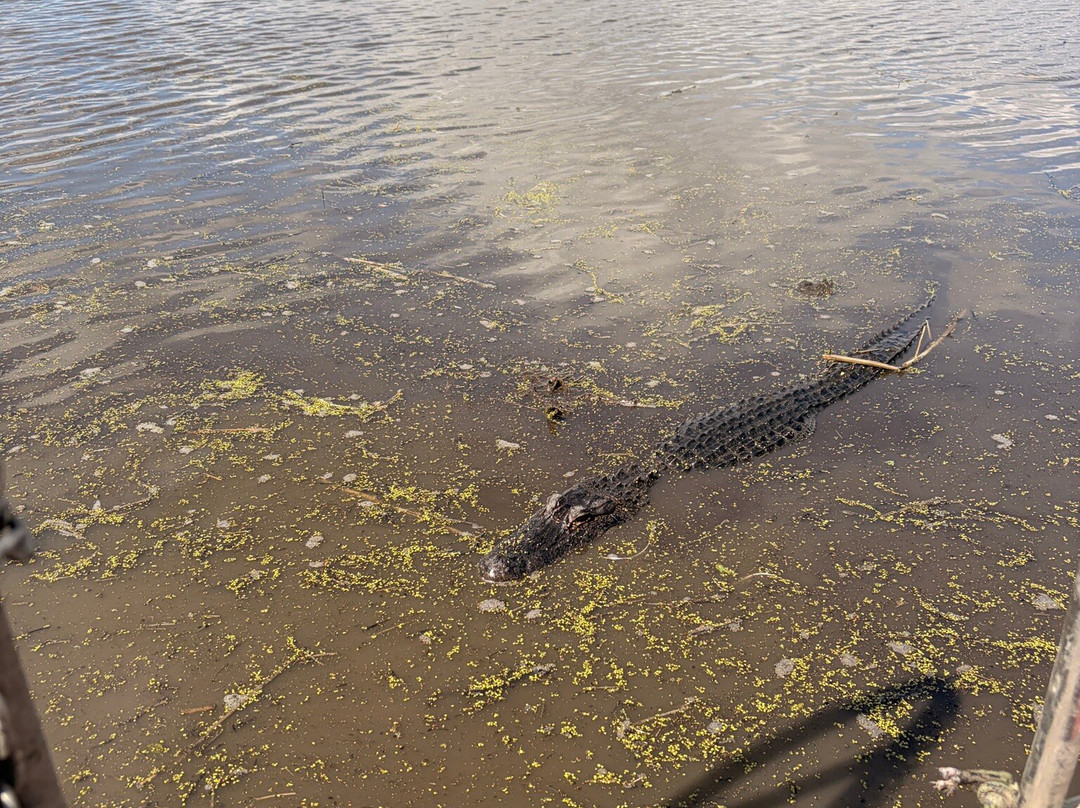 Gators and Ghosts A New Orleans Tour Company-新奥尔良必去景点
