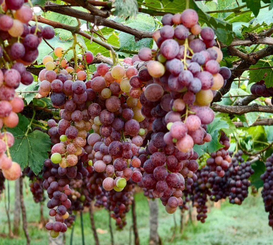 MSR Grapes Garden-Cumbum必去景点