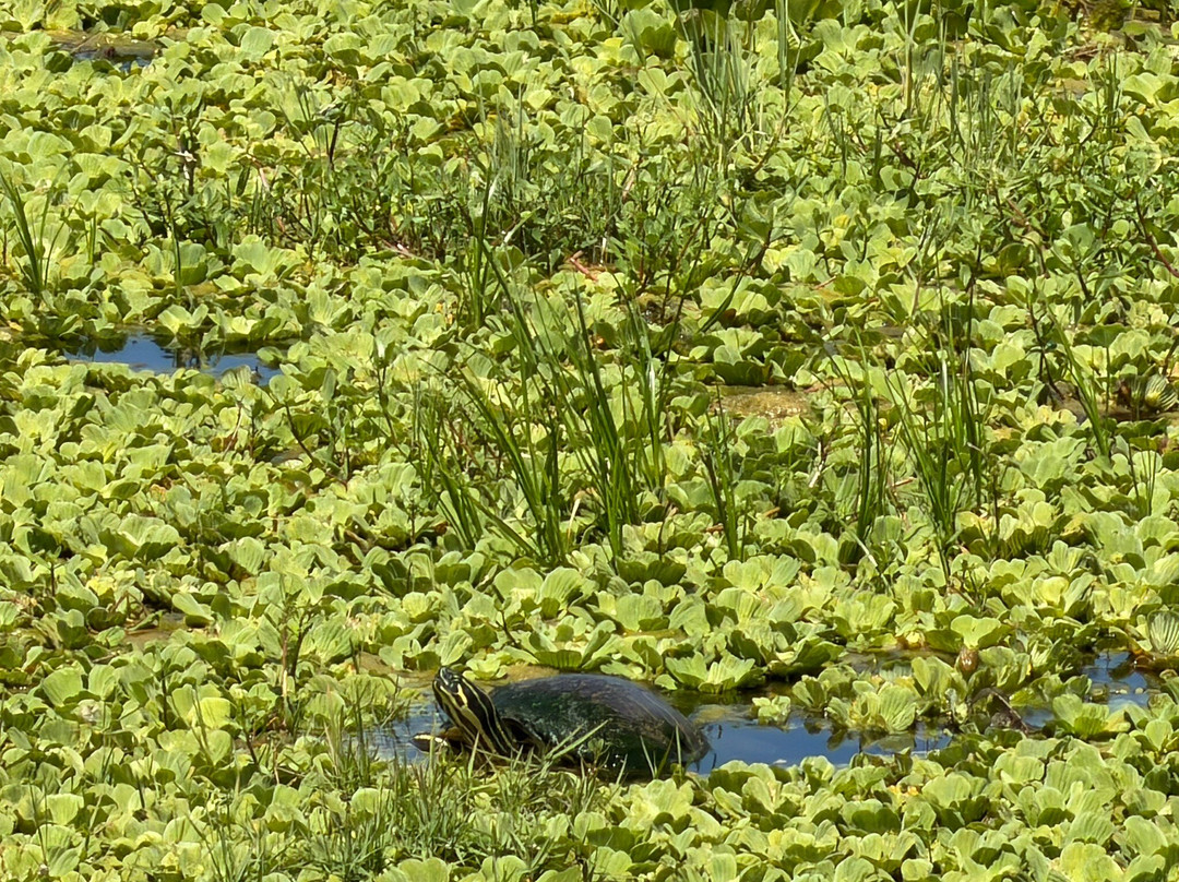 Lake Apopka Wildlife Drive-Apopka必去景点