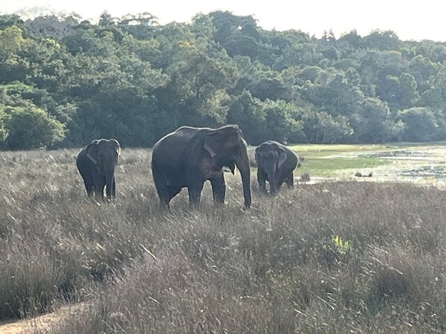 WoW Lanka tours-Gampaha必去景点