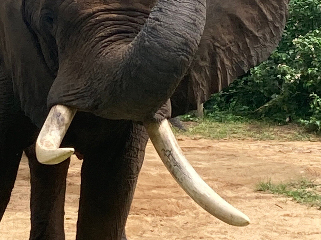 Elephant Whispers-雾观必去景点