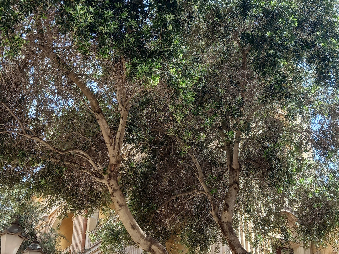 姆迪纳大教堂-姆迪纳必去景点