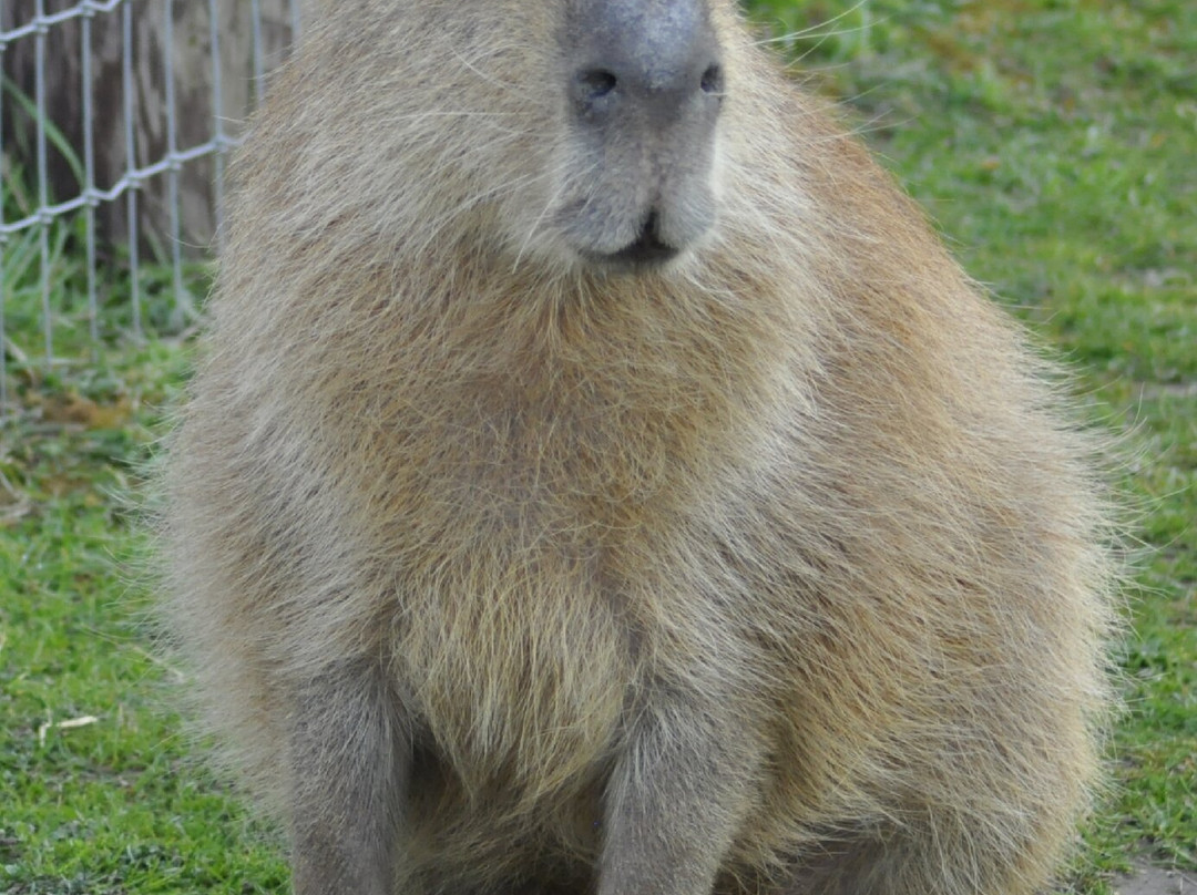 Wolds Wildlife Park-Horncastle必去景点