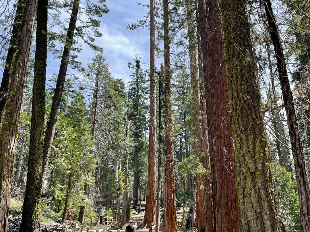 Mariposa Grove of Giant Sequoias-优胜美地国家公园必去景点
