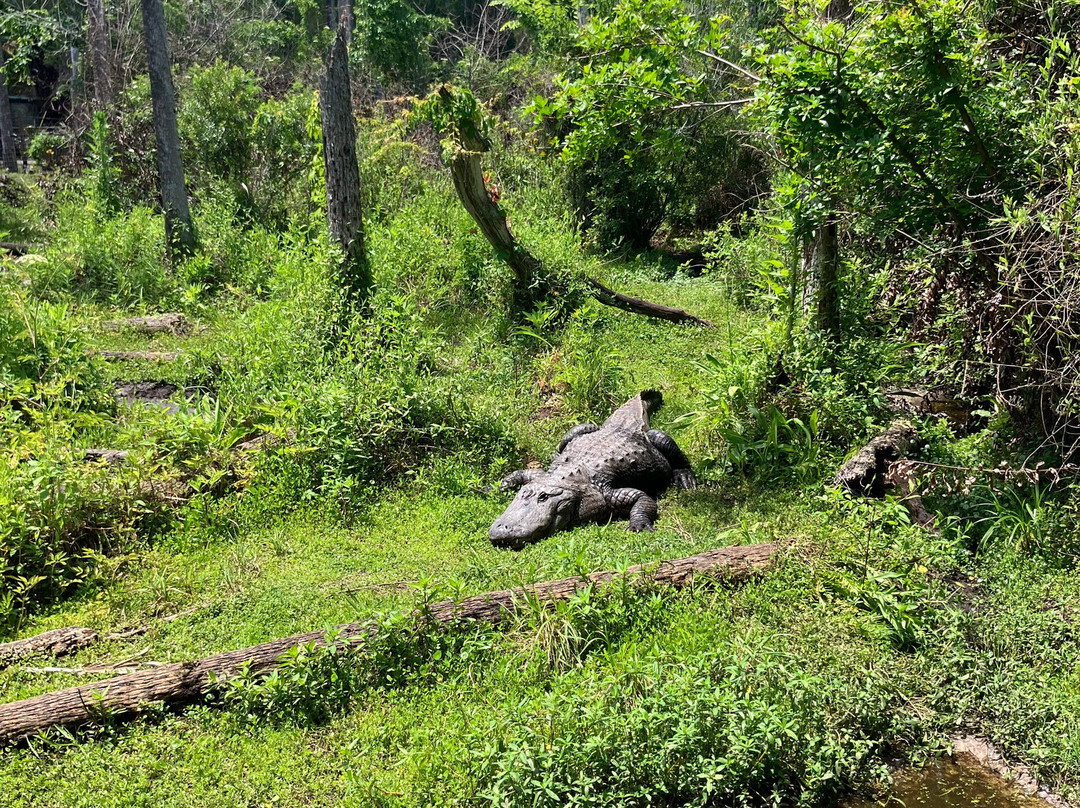 Jungle Adventures A Real Florida Animal Park-Christmas必去景点