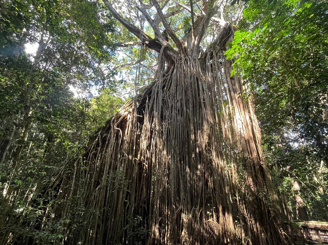 Curtain Fig National Park-Yungaburra必去景点