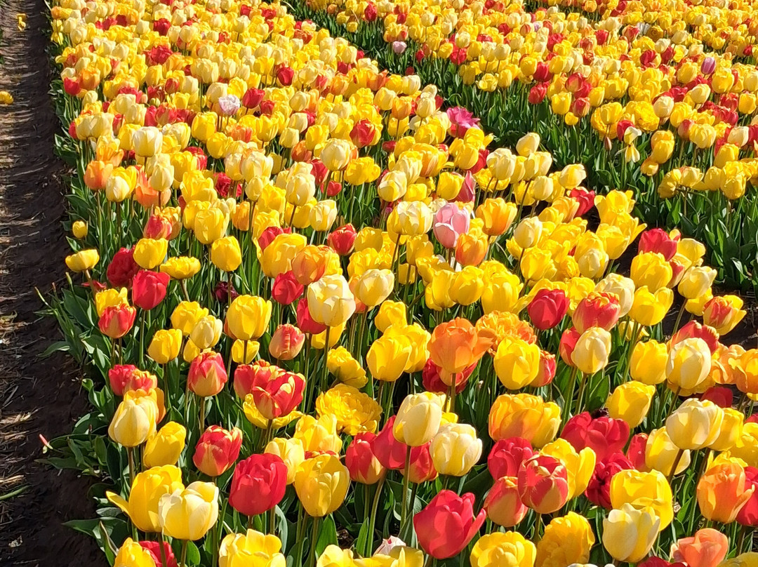Tulip Experience Amsterdam-诺德韦克豪特必去景点