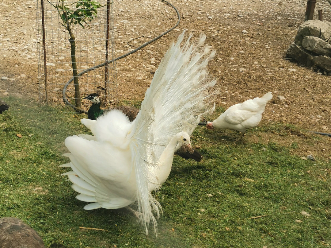 Ktíma - Zoo Park Polyzogópoulou-Amaliada必去景点
