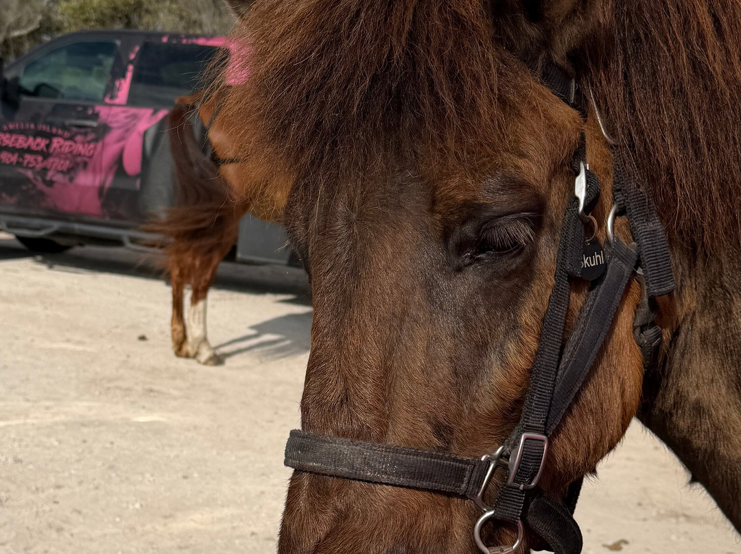 Amelia Island Horseback Riding-费尔南迪纳岛必去景点
