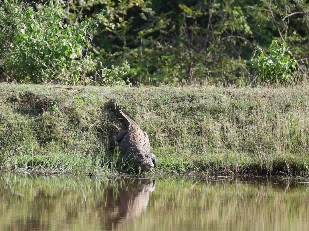 Wilpattu Safari Jeep-Wilpattu National Park必去景点