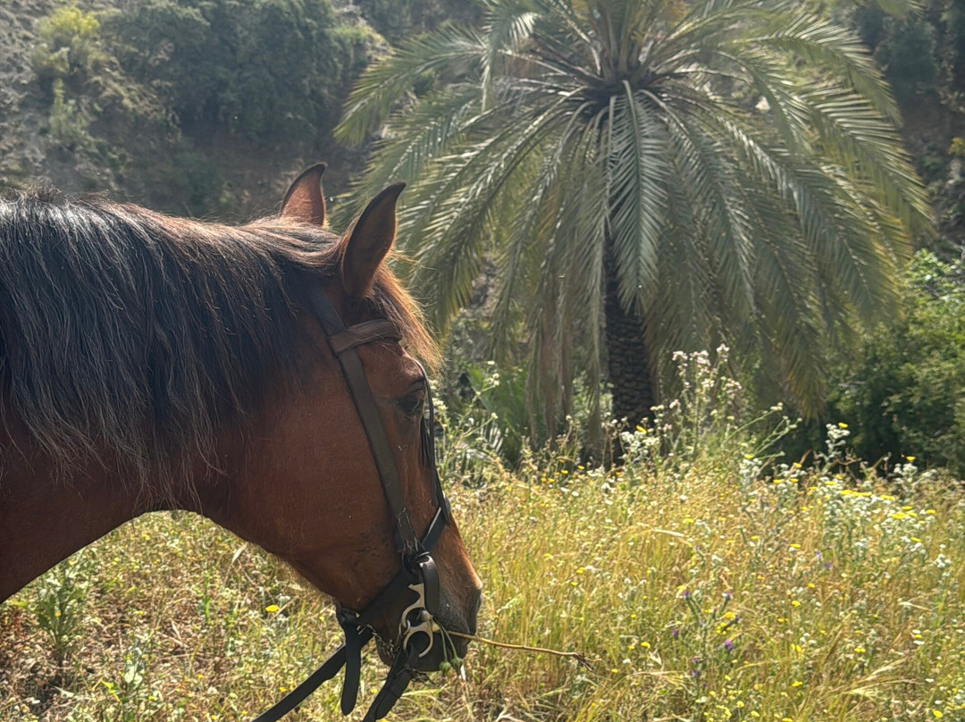Horse Riding El Chorro-El Chorro必去景点
