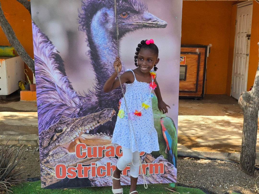 Curacao Ostrich Farm-库拉索必去景点