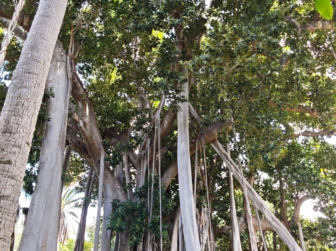 Botanischer Garten-德拉克鲁兹索尔港必去景点