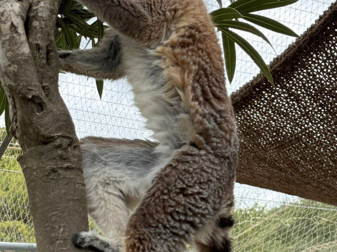 Farma of Rhodes Petting Zoo-罗德斯必去景点
