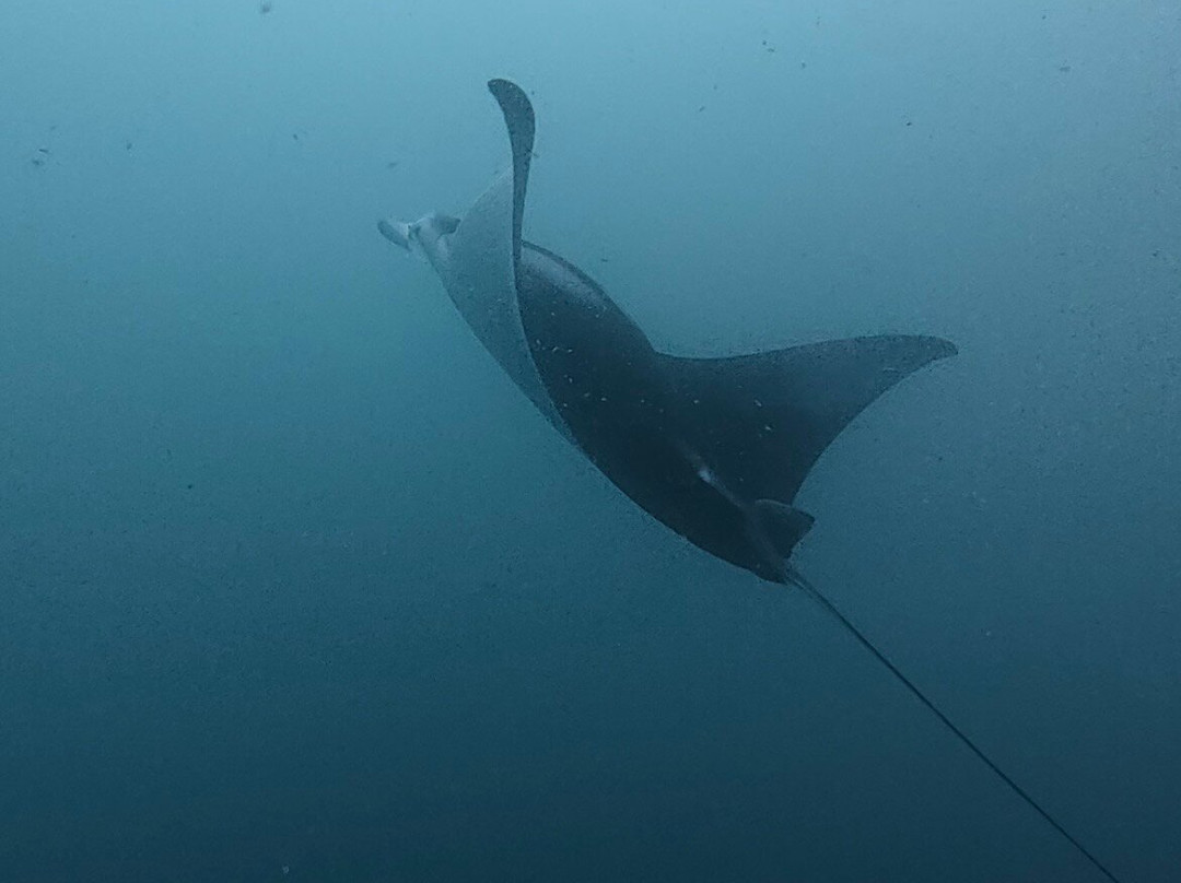 Diving Bluetribe Moofushi-南阿里环礁必去景点