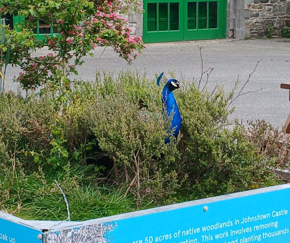 Johnstown Castle-County Wexford必去景点
