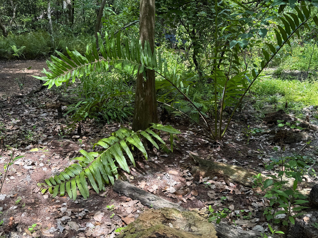 Secret Woods Nature Center-达尼亚滩必去景点