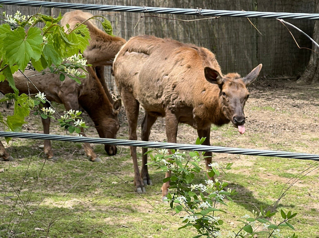 Potter Park Zoo-兰辛必去景点