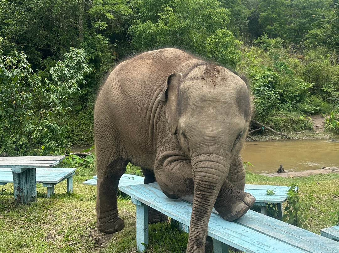 Blue Daily Elephant Care Sanctuary-清迈必去景点