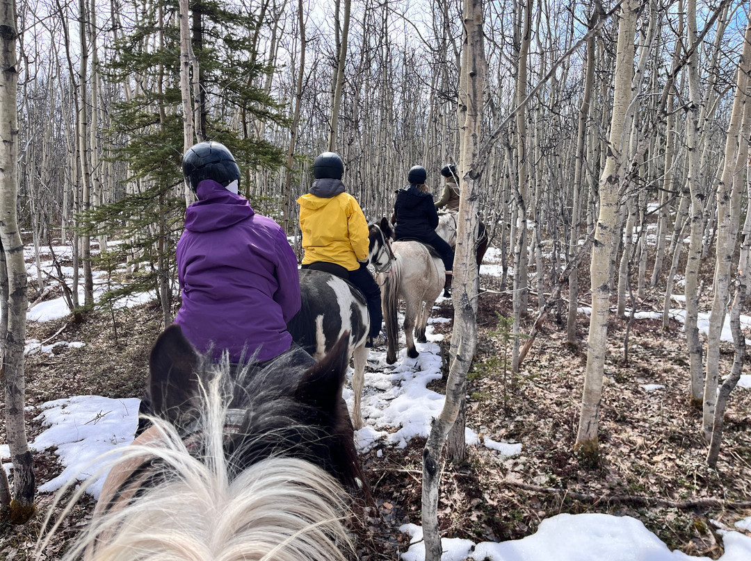 Denali Horseback Tours-德纳利国家公园和自然保护区必去景点