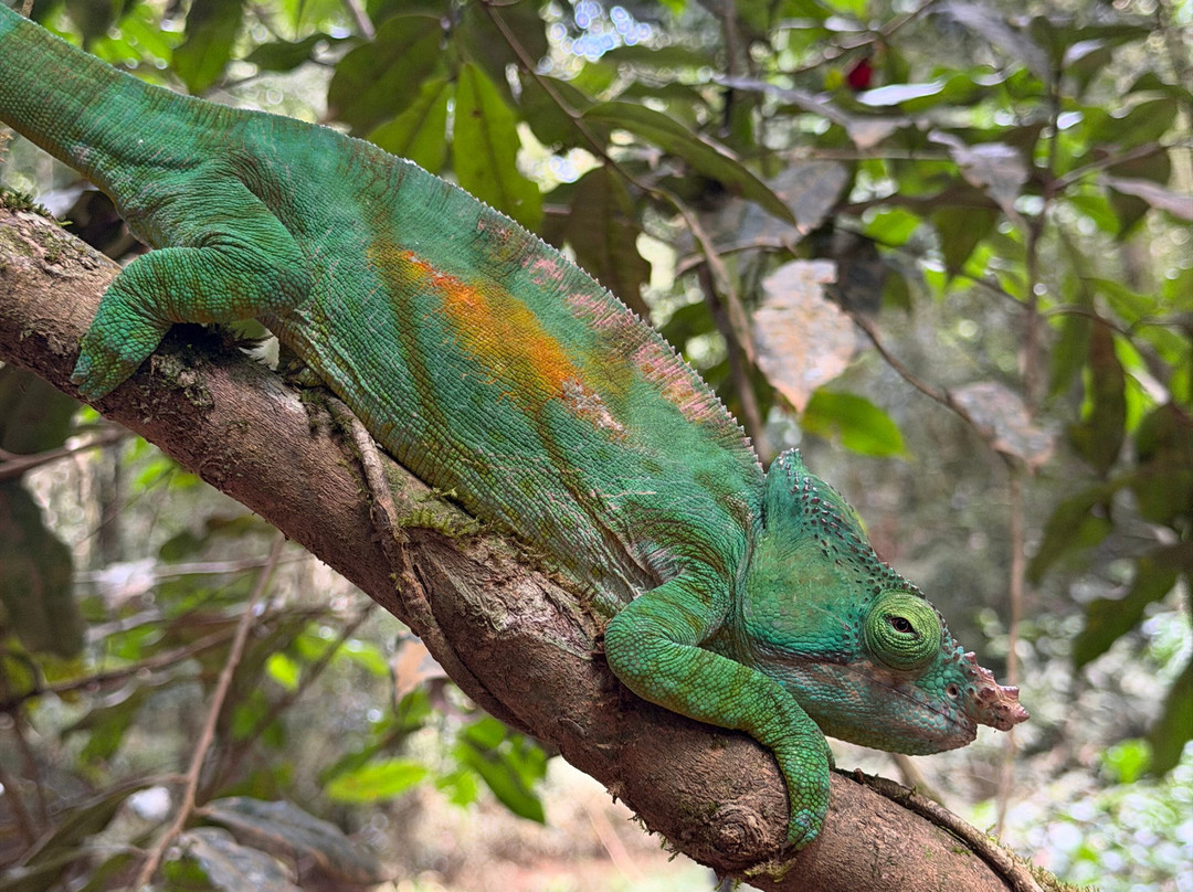 Cactus Tours Madagascar-安塔那那利佛必去景点