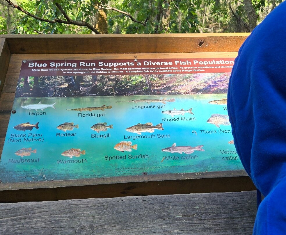 Blue Spring State Park-橙县必去景点